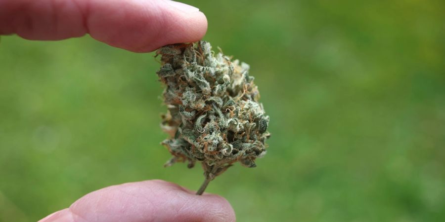 Legalisierung von Cannabis