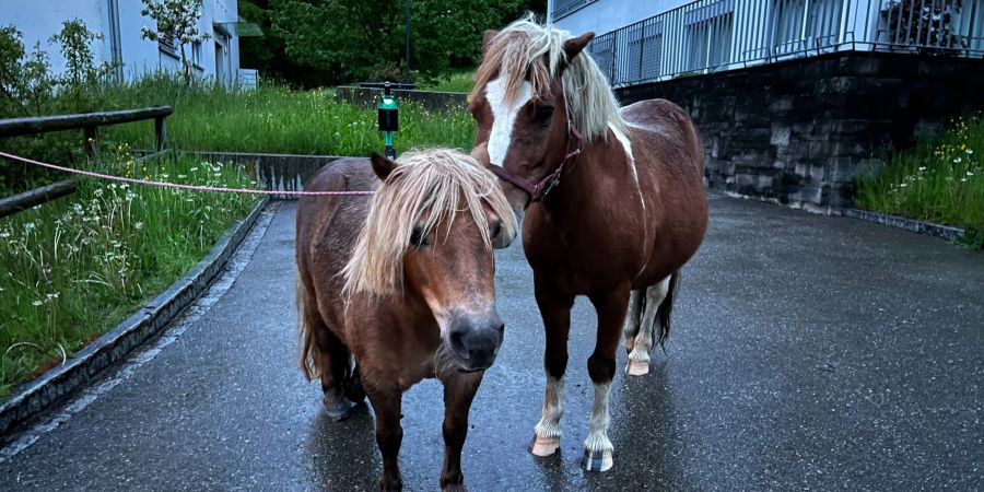 Ausgebüxte Ponys angehalten