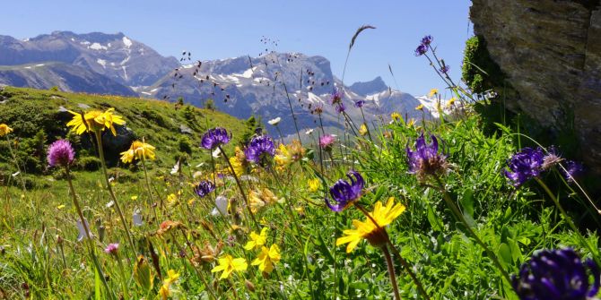 Betelberg Lenk Alpblumen