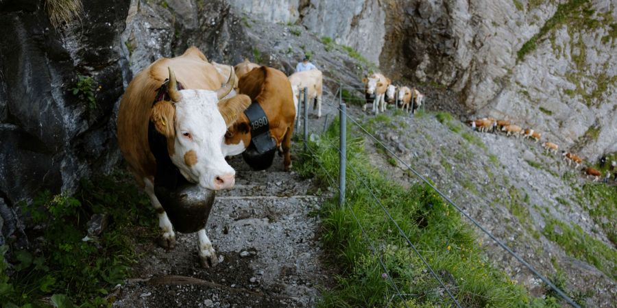 Kühe auf einem Bergpfad.