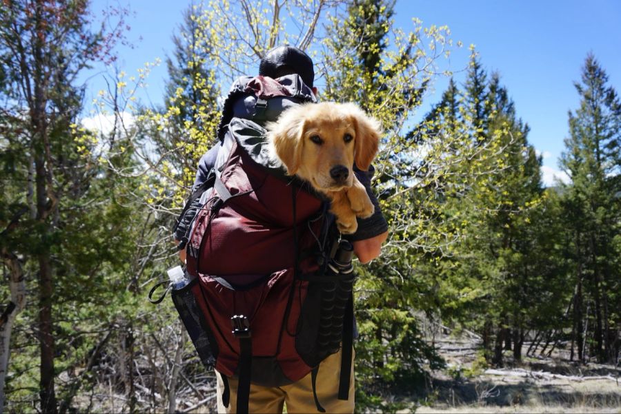 Hund im Rucksack