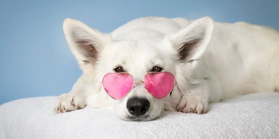 Hund mit Sonnenbrille