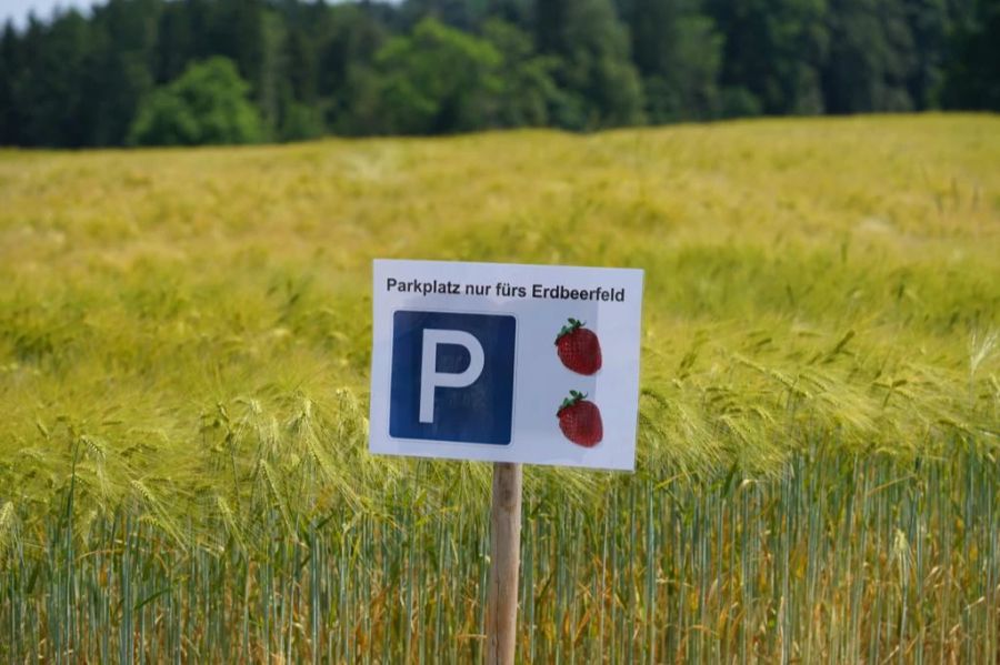 Erdbeeren können dort selbst gepflückt werden. Besonders zu Beginn sei der Andrang riesig gewesen, sagt Weber zu Nau.ch