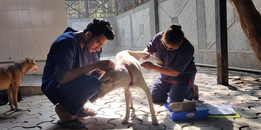 Hunde werden nach der Sterilisation im Zentrum für Geburtenkontrolle und Sterilisation postoperativ versorgt.