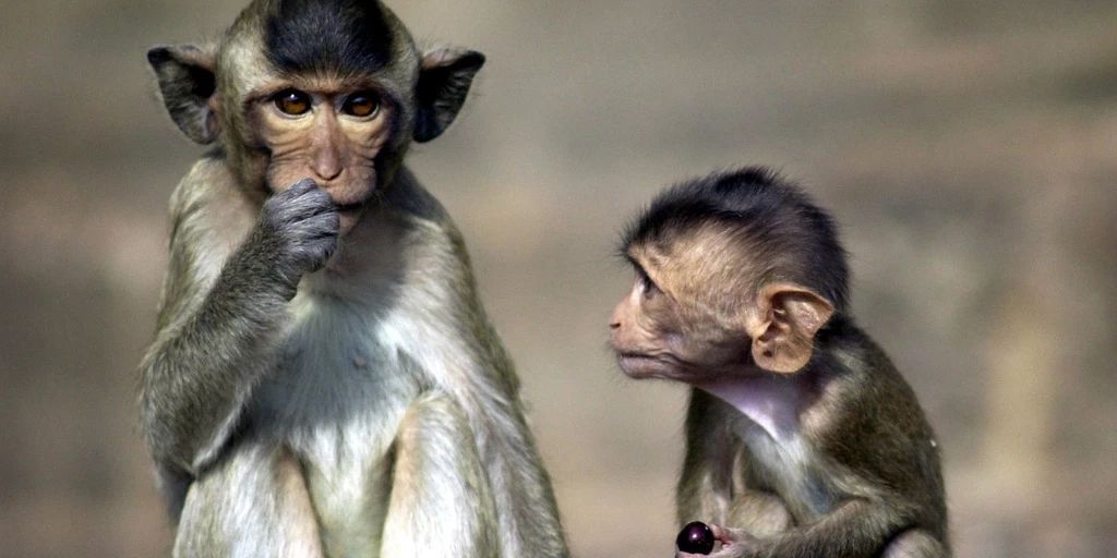 Sri Lanka plans to sell 100,000 monkeys to China for loan