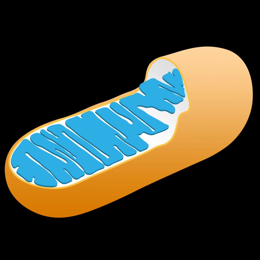 Mitochondrium babys grossbritannien erbmaterial