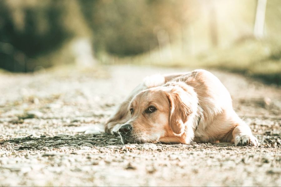 Hund in der Hitze