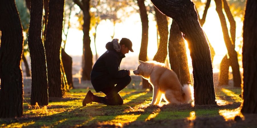 Hunde Therapien Aufgaben Menschen