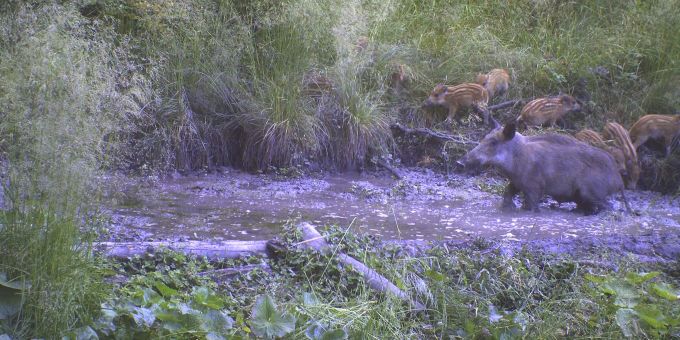 Wildschweine breiten sich im Baselbiet und der ganzen Schweiz immer schneller aus: Sie werden intensiv bejagt. Wildschweine