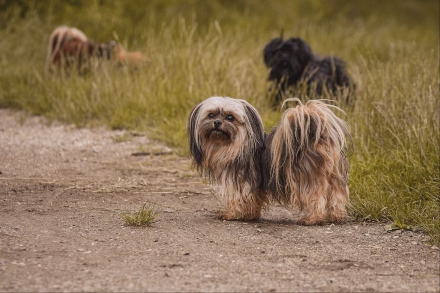 Lhasa Apso