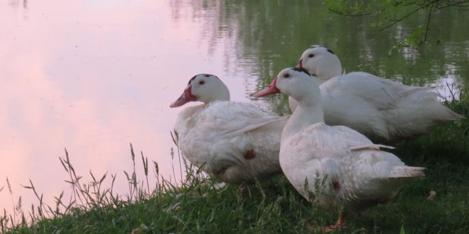 Stopfleber - In der Schweiz endet der Tierschutz an den Landesgrenzen