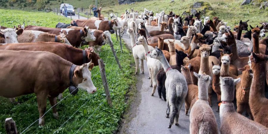 Es ist der wohl flauschigste Alpabzug der Schweiz.