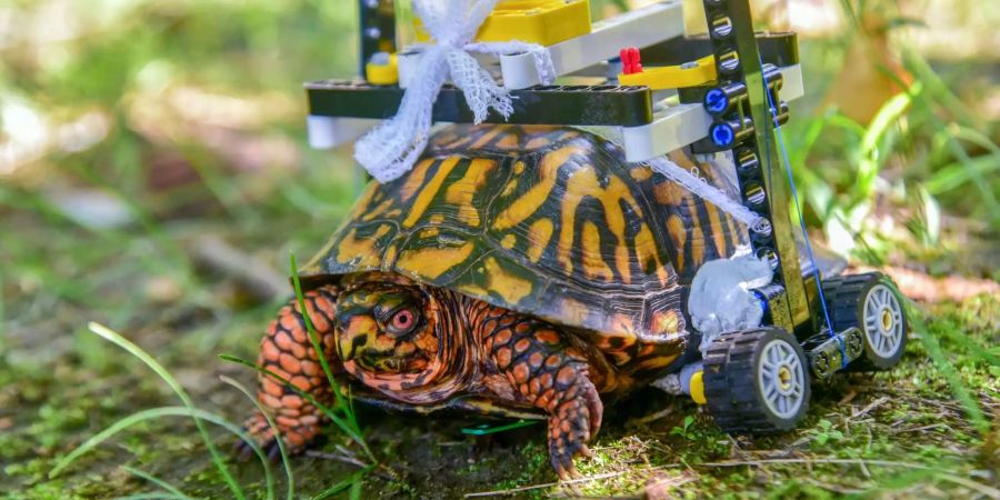 Eine schwer verletzte Schildkröte fährt nach einer Panzeroperation mit einem Lego-Rollstuhl durch den Garten der Klinik des Maryland-Zoos in Baltimore (USA).