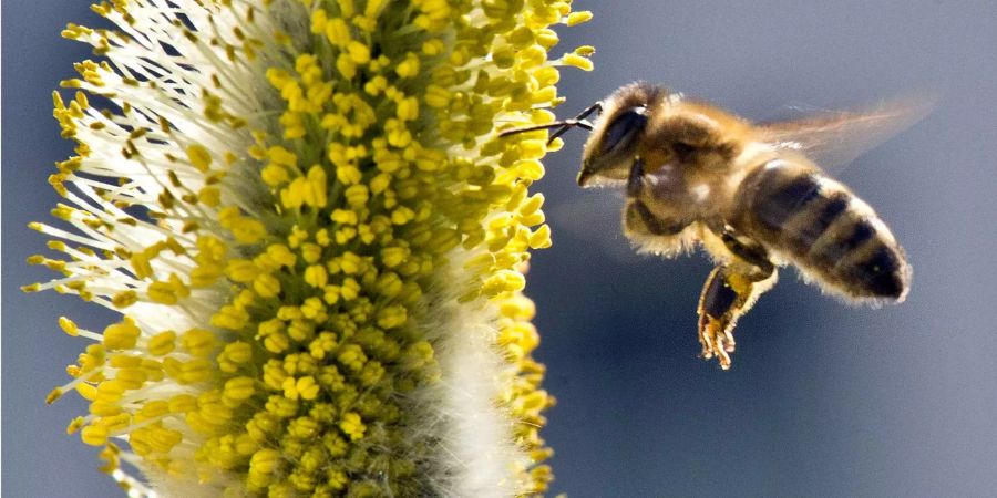 Eine Biene fliegt zu den Pollen eines Weidenkätzchens.