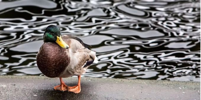 Ente (Symbolbild) Ente (Symbolbild)