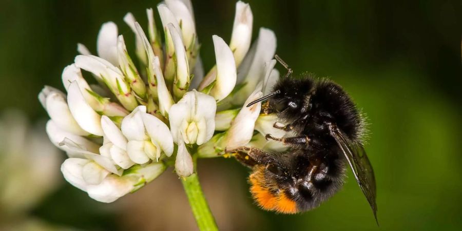 Die Steinhummel (Bombus lapidarius) ist eine weitverbreitete Hummelart und ist somit sehr wichtig für die Bestäubung von vielen verschiedenen Nutzpflanzen in ganz Europa.