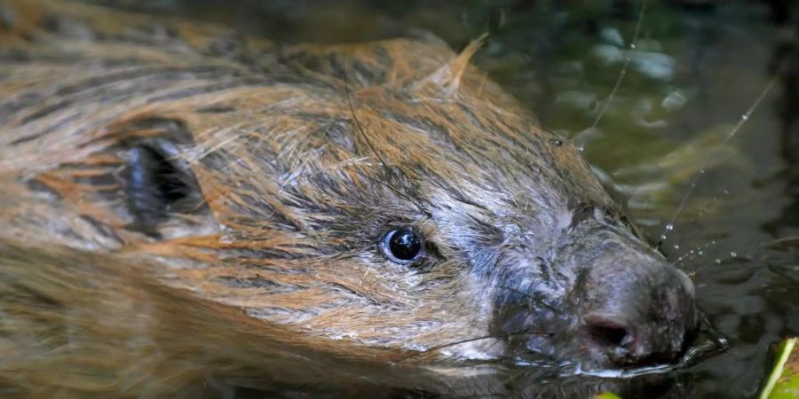 Ein Biber schwimmt an einem Flussufer.