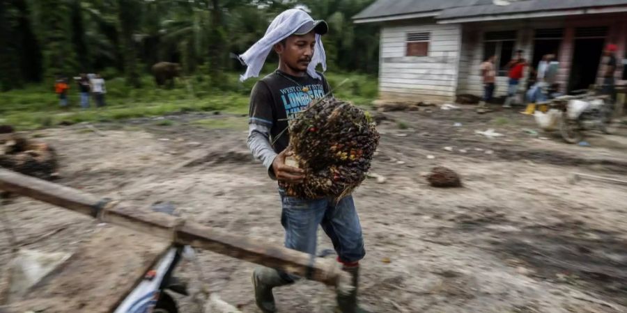 Palmöl Indonesien-Abkommen