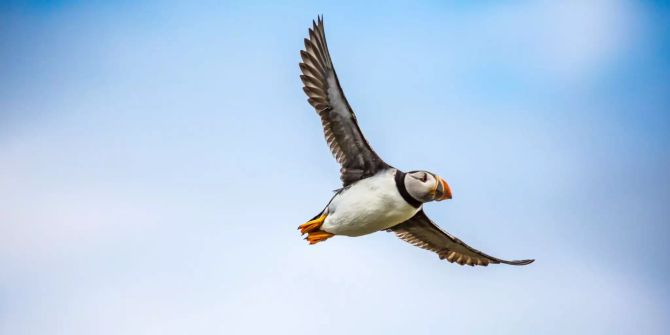 Ein Papageientaucher fliegt über das Meer.