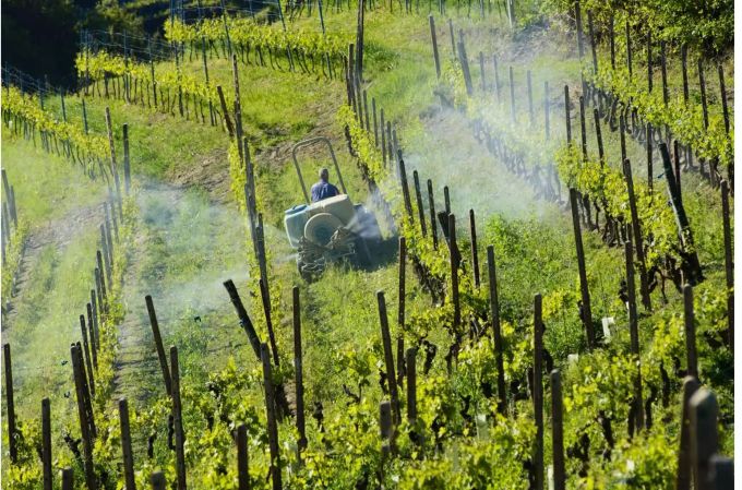 Ohne Spritzen geht es fast nie. Ein Weinbauer behandelt seine Reben, um sie gegen Pilzkrankheiten zu schützen. Bild: iStock Ohne Spritzen geht es fast nie. Ein Weinbauer behandelt seine Reben, um sie gegen Pilzkrankheiten zu schützen. Bild: iStock