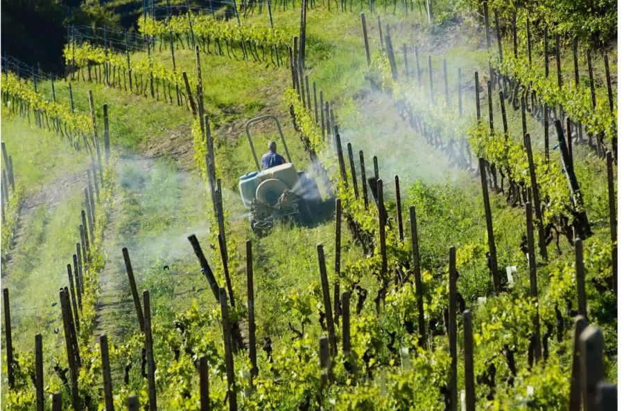 Ohne Spritzen geht es fast nie. Ein Weinbauer behandelt seine Reben, um sie gegen Pilzkrankheiten zu schützen. Bild: iStock