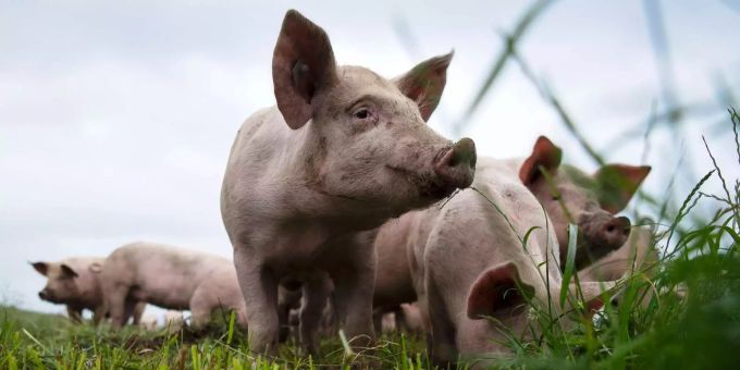 Schweinehaltung (Symbolbild) schweine