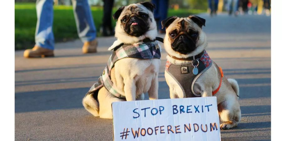 Die Möpse Homy und Bea hinter einem Schild mit der Aufschrift «Stop Brexit #Wooferendum».