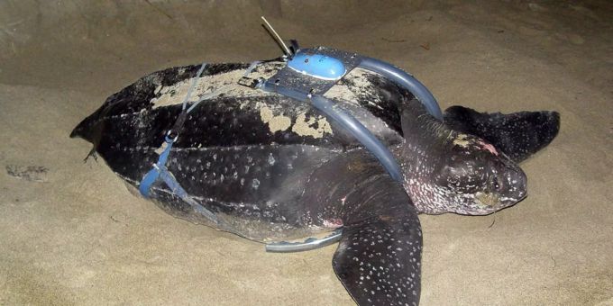 Schweizer Tierschutz kritisiert Katastrophen-Tiere - Sind das schon Tierversuche?