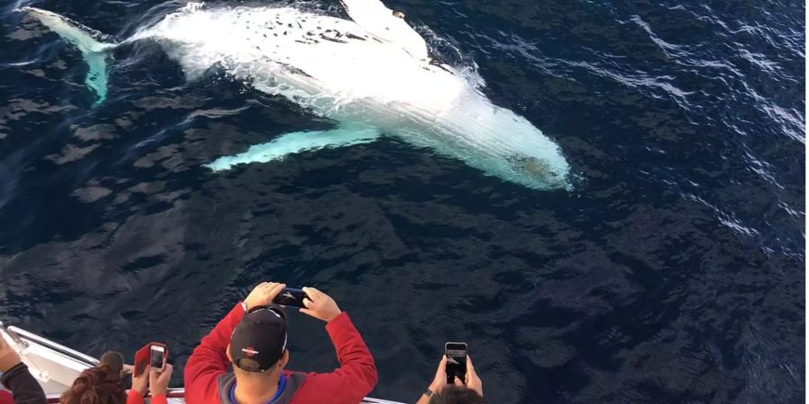 «Whale watching» eines Buckelwals (Symbolbild).