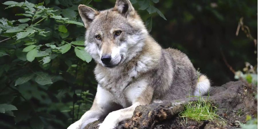 Ein Wolf liegt auf einem Baumstamm.