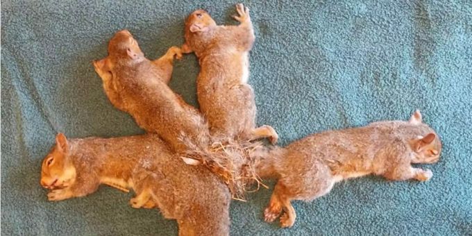 Die Schwänze der fünf Eichhörnchen waren mit Gras und Plastikteilchen aus dem Nest verknottet. Die Schwänze der fünf Eichhörnchen waren mit Gras und Plastikteilchen aus dem Nest verknottet.