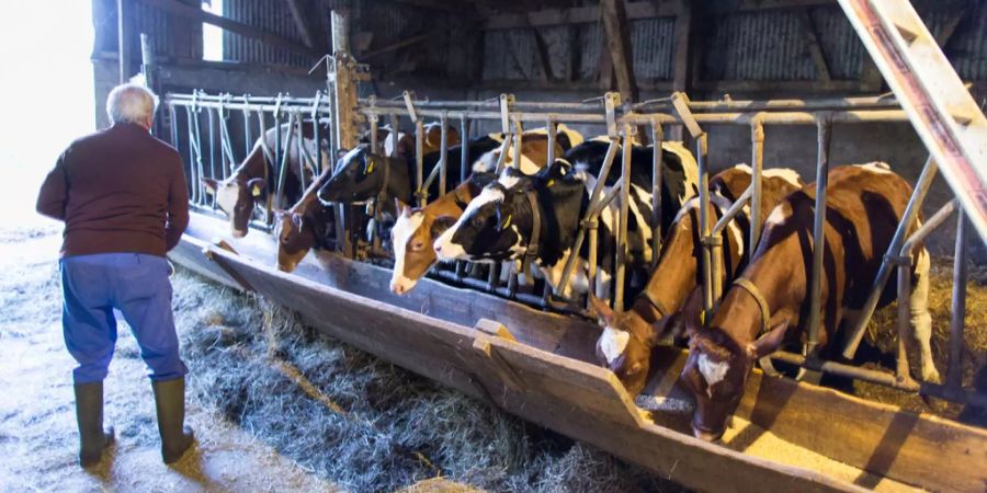 Ein Landwirt füttert junge Kühe im Stall in Ballens VD mit Kraftfutter.