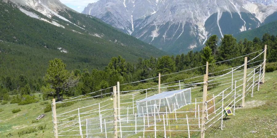 Eine der eingezäunten Versuchs-Wiesen: Der äusserste Zaun hält Hirsche fern, die inneren Zäune erst kleine Säugetiere und dann wirbellose Tiere. Bild: Anita Risch, WSL