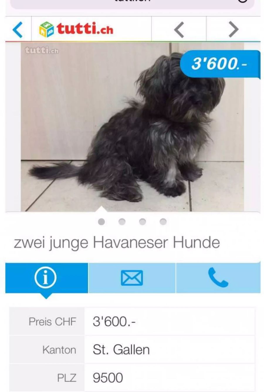 Die Hunde sind möglicherweise Opfer eines Tierhandels.