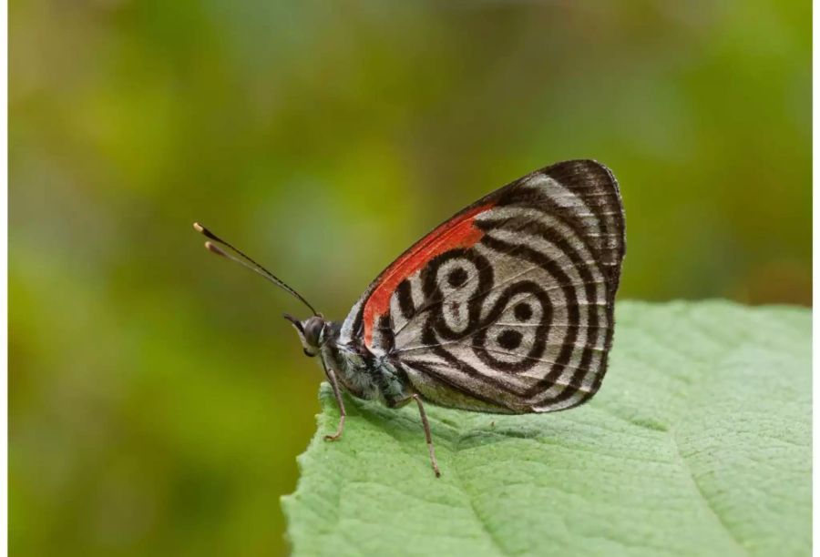 «Diaethria clymena» – diese in Südamerika beheimatete Art weist ein besonderes Flügelmuster auf: die Zahl 88. Manchmal sind es auch die Zahlen 80 und 89. Die Falter werden von verrottenden Früchten magisch angezogen. Die Männchen sogar von uringetränktem Sand.