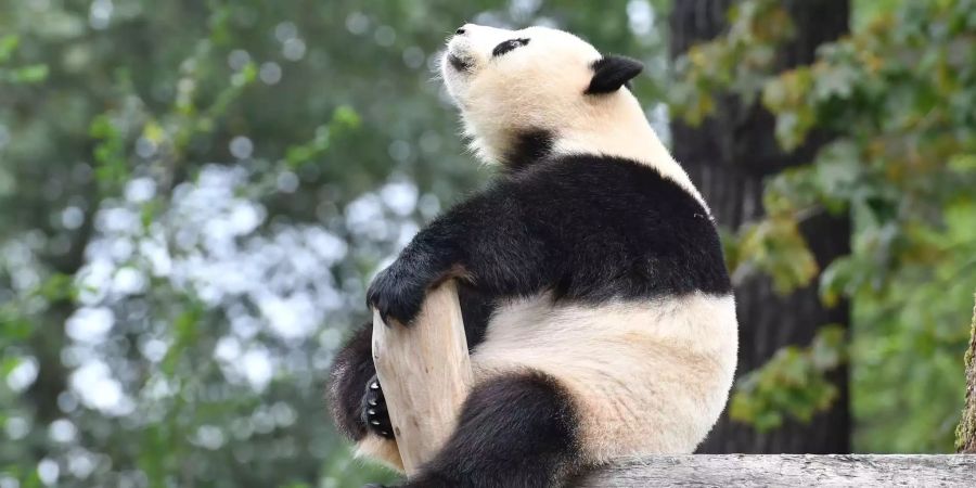 Meng Meng läuft rückwärts. Nun weiss der Zoo auch, warum.