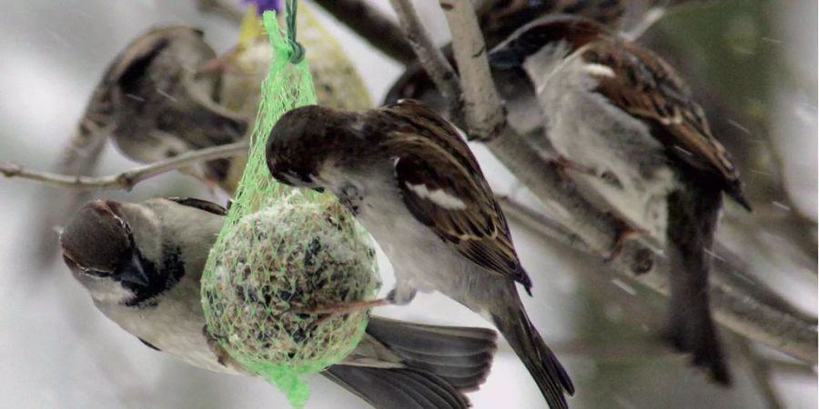 Der Hausspatz brütet überall dort wo sich Menschen das ganze Jahr über aufhalten.