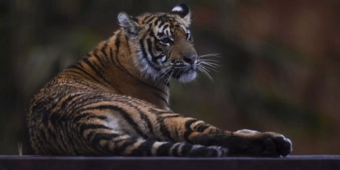 Das Tigerweibchen Melati starb bei einem Paarungsversuch im Londoner Z