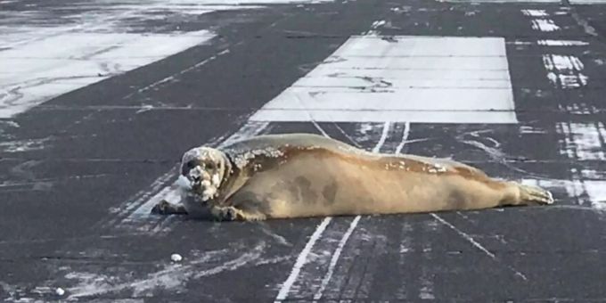 200-Kilo-Koloss - Robbe blockiert Landebahn in Alaska