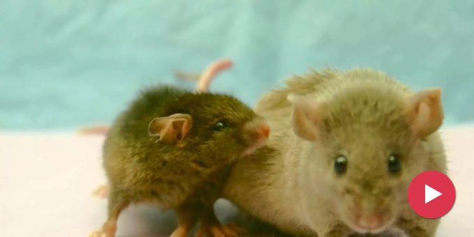 «Schickt uns tote Mäuse!» - In St. Gallen arbeiten Katzen fürs Museum