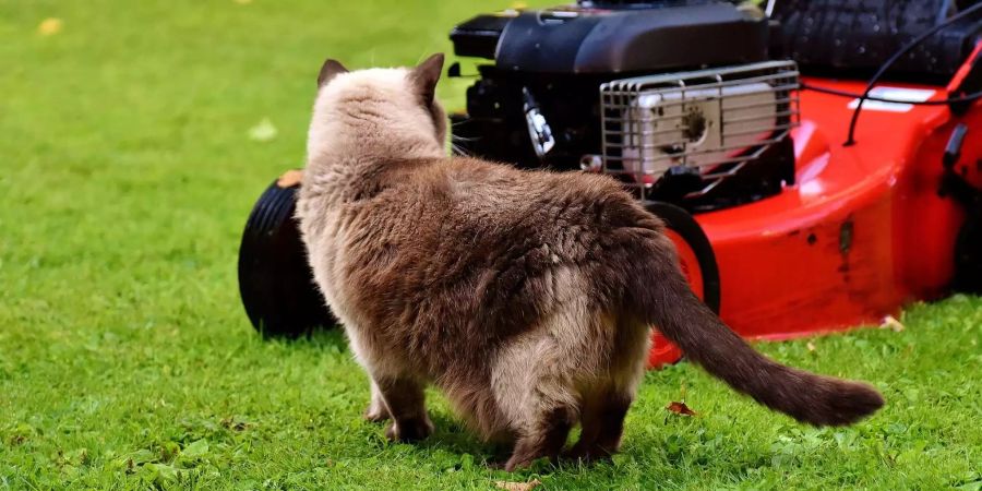 Nachdem der Mann die Katze verletzt hatte, warf er sie achtlos über einen Zaun auf die Strasse.