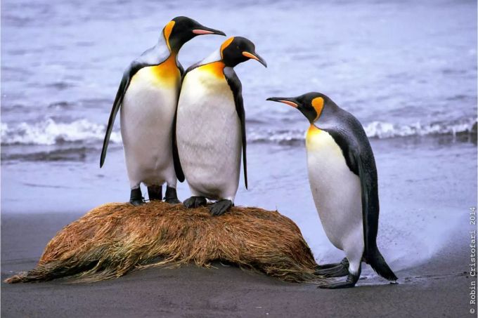 Folgen des Klimawandels: Über 70 Prozent der weltweiten Kolonien der Königspinguine könnten bald Teil der Vergangenheit sein. Königspinguin