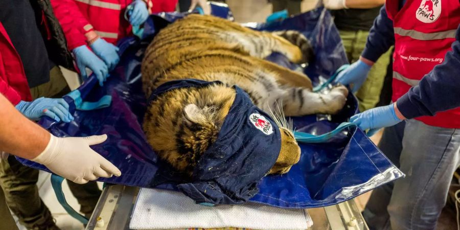 Die Tierschutzorganisation «Vier Pfoten» rettete Mitte Juli vergangenen Jahres zwei Tiger und weitere Tiere aus einem verwahrlosten Zoo nahe des syrischen Kriegsgebiet.