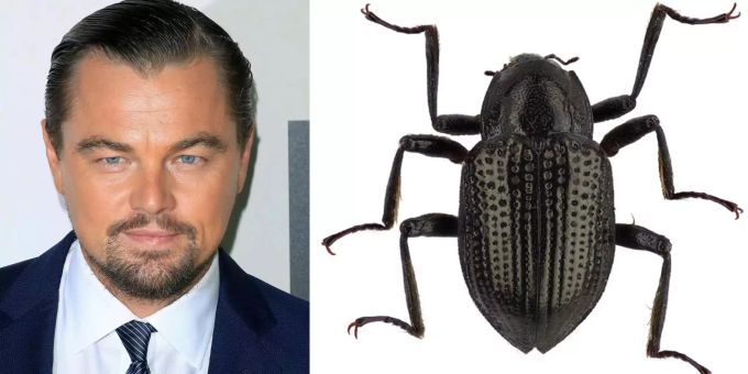 Haben fast keine Ähnlichkeiten: DiCaprio und sein Käfer. Haben fast keine Ähnlichkeiten: DiCaprio und sein Käfer.