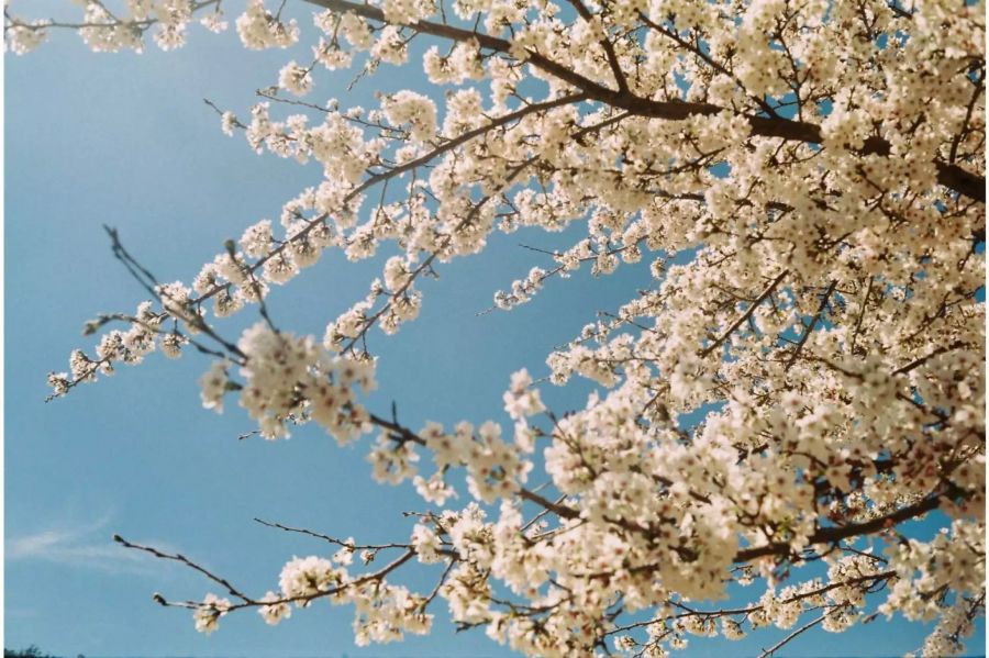 Mit dem Frühling kommen die Pollen.