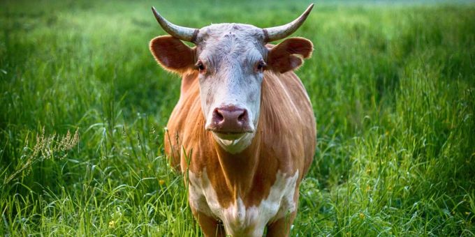Ein Stier verirrte sich 2018 bei Courrenlin JU auf die Gleise und sorgte so drei Stunden lang für Verspätungen und Ausfälle. sbb