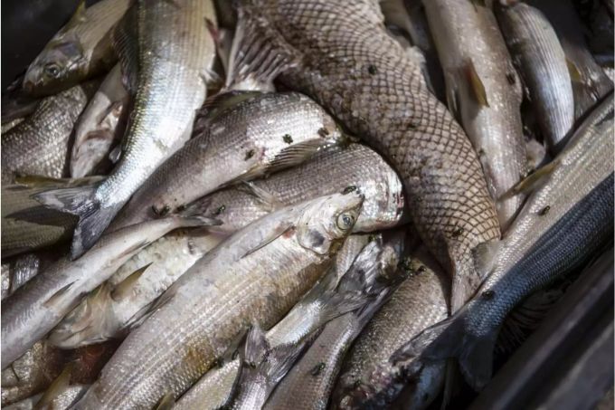 Wegen der hohen Wassertemperatur des Rhein sterben die Fische, vor allem Äschen - Keystone Wegen der hohen Wassertemperatur des Rhein sterben die Fische, vor allem Äschen - Keystone