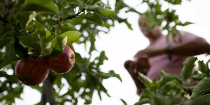 Viele Obst- und Beerenproduzenten kämpfen mit grossen Ertragsausfällen. Viele Obst- und Beerenproduzenten kämpfen mit grossen Ertragsausfällen.