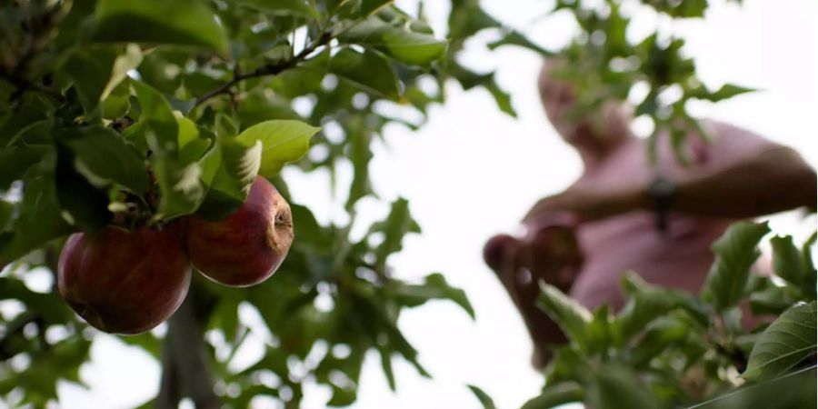 Viele Obst- und Beerenproduzenten kämpfen mit grossen Ertragsausfällen.