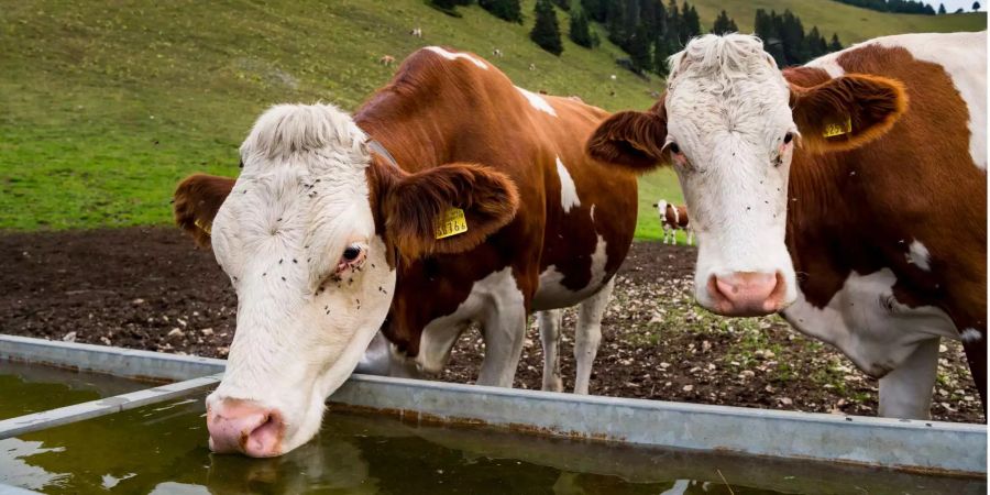 Die «Interessengemeinschaft Neue Schweizer Kuh» will erreichen, dass die Schweizer Kühe wieder kleiner und leichter werden.